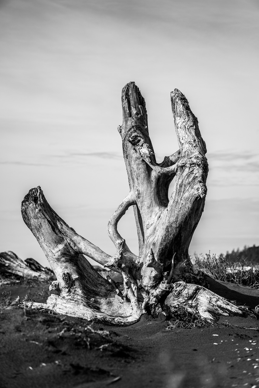 beach, tofino, vancouver island-4538089.jpg